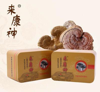 批發海拔800米一星秘制靈芝養生茶 天然免疫調節與抗疲勞之選